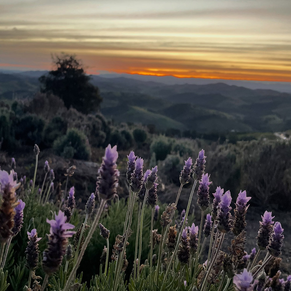 Rota da Lavanda
